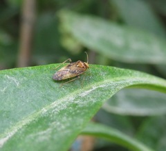 Chinamiris aurantiacus