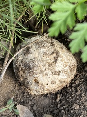 Calbovista subsculpta