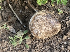 Calbovista subsculpta