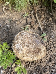 Calbovista subsculpta