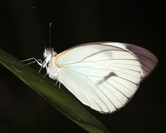 Ganyra phaloe