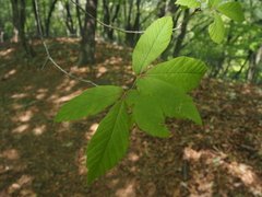 Acer maximowiczianum