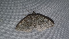 Entephria caeruleata