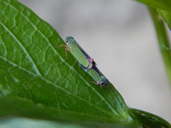 Versigonalia vermiculata