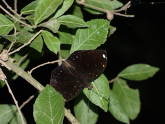 Lexias albopunctata