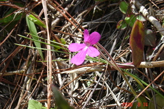 Pinguicula moranensis