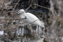 Egretta garzetta