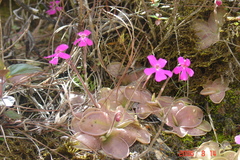 Pinguicula moranensis