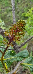 Vochysia thyrsoidea