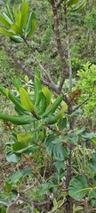 Vochysia thyrsoidea