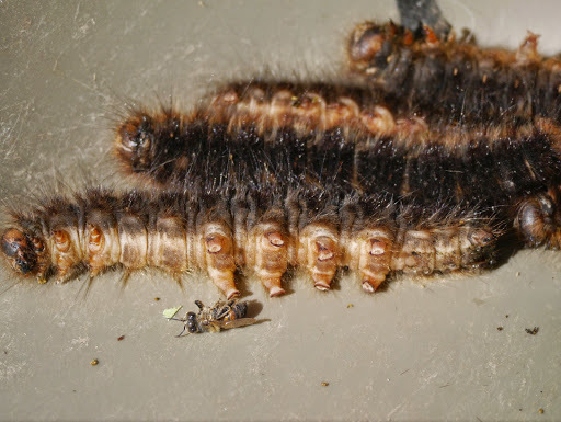 Dicogaster coronada