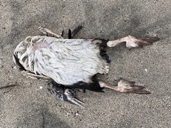 Leucocarbo bougainvillii