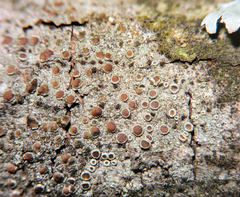 Lecanora subrugosa