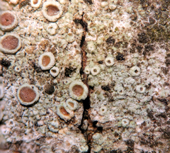 Lecanora subrugosa