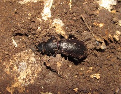 Mecodema sculpturatum