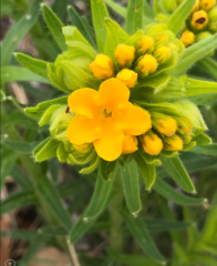 Lithospermum caroliniense
