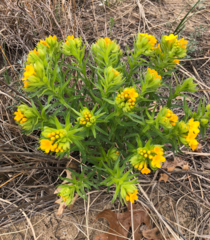 Lithospermum caroliniense