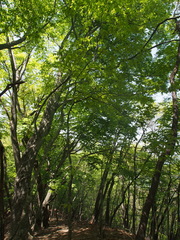 Acer maximowiczianum