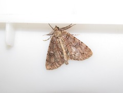 Pseudocoremia suavis