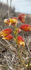 Erythrostemon angulatus