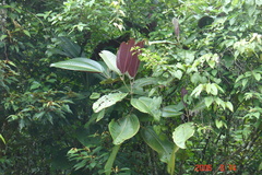 Miconia calvescens
