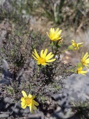 Senecio ventanensis