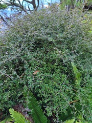 Coprosma ciliata