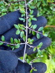 Coprosma ciliata