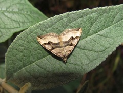 Xanthorhoe semifissata