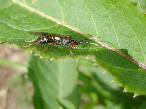 Ferruginous Sawfly