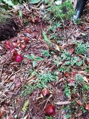 Langsdorffia hypogaea