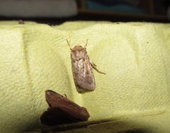 Proteuxoa tetronycha