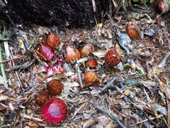 Langsdorffia hypogaea