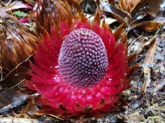 Langsdorffia hypogaea