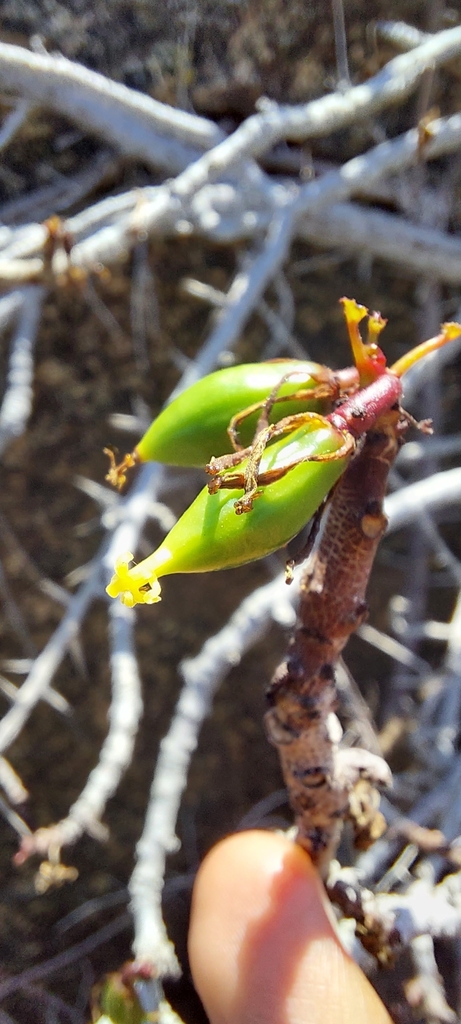 Chilean papaya