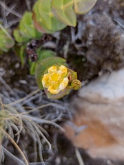 Hypericum connatum
