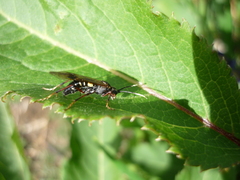 Tenthredo variicolor