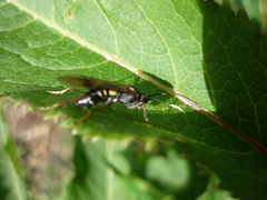 Tenthredo variicolor