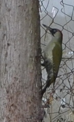 Picus viridis