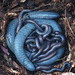Ringed Caecilians - Photo (c) AJ Cann, some rights reserved (CC BY-NC)