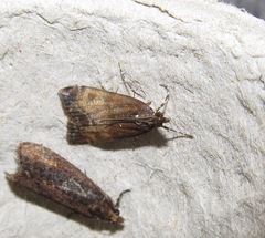 Eudonia asterisca