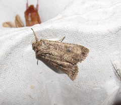 Ichneutica morosa