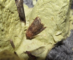 Ichneutica mustulenta