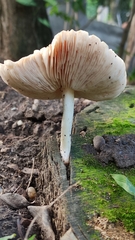 Fungi
