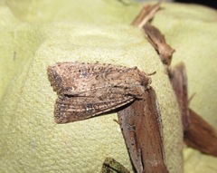 Ichneutica morosa
