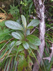 Coprosma dodonaeifolia