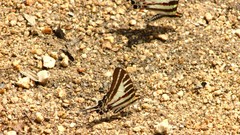 Graphium aristeus