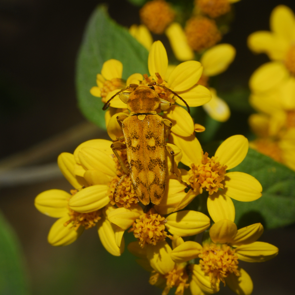 Ochraethes confusus