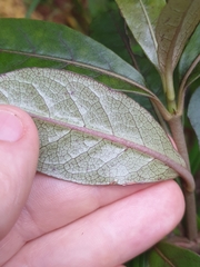 Coprosma dodonaeifolia