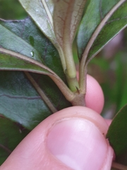 Coprosma dodonaeifolia